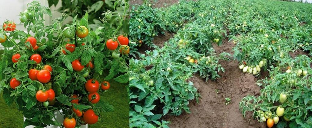 Больше пасынков — не значит больше плодов: сколько побегов можно оставить на томатах без потери урожая