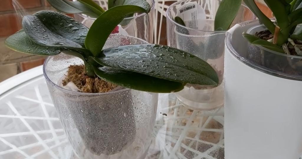 Чем обработать орхидею, чтобы она не завяла на жаре: спасет дешевое средство из аптеки