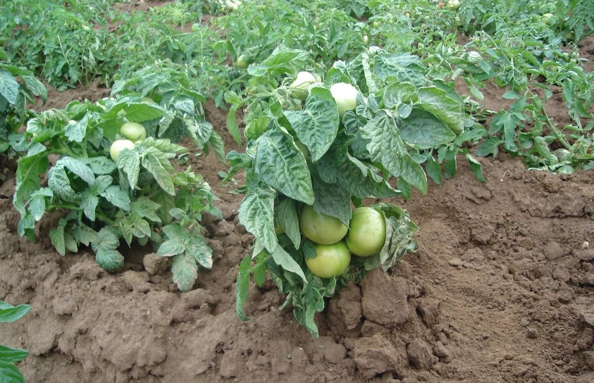 Больше пасынков — не значит больше плодов: сколько побегов можно оставить на томатах без потери урожая