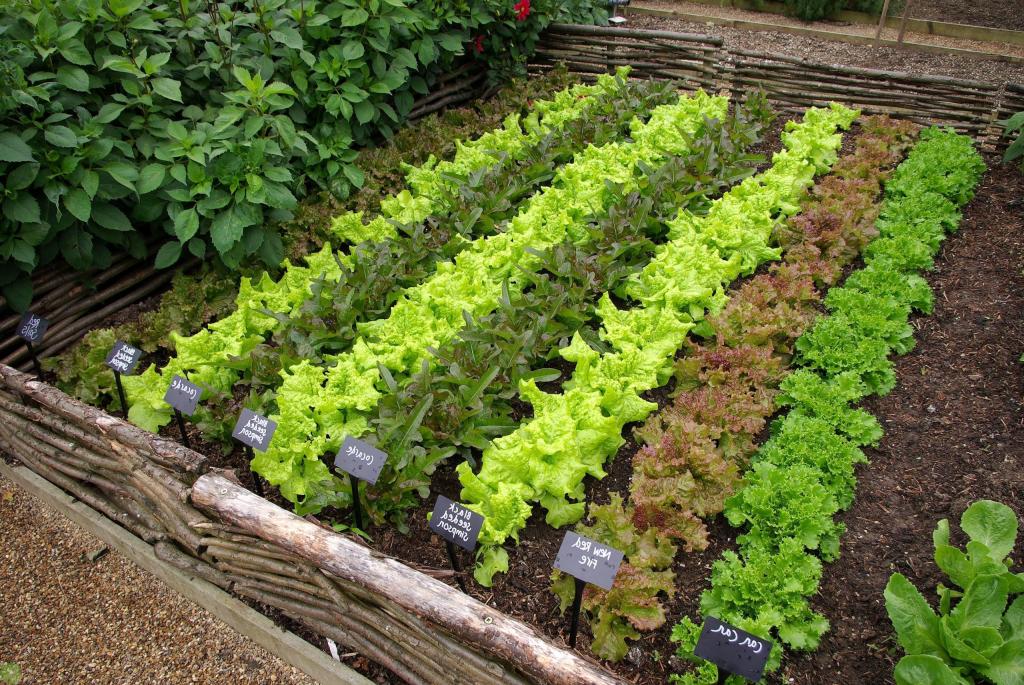 Редис, капуста и не только: какие овощи и зелень можно посадить в августе