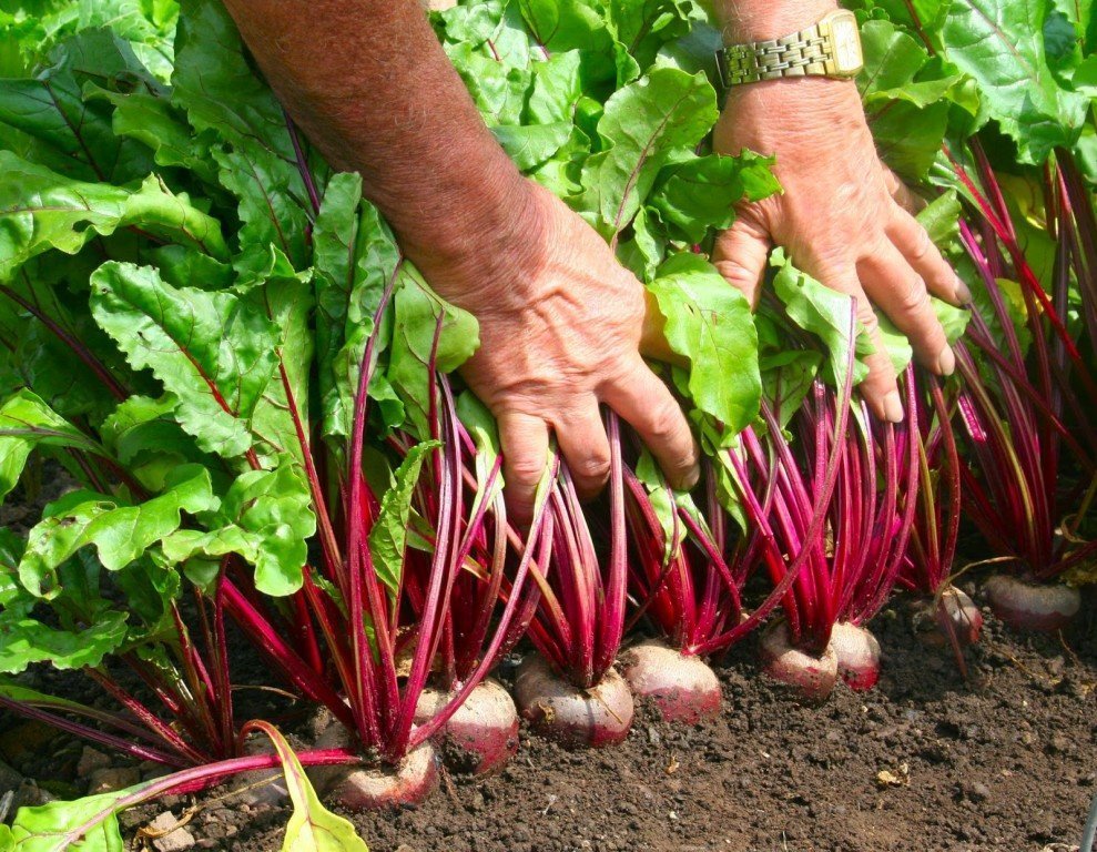 Редис, капуста и не только: какие овощи и зелень можно посадить в августе