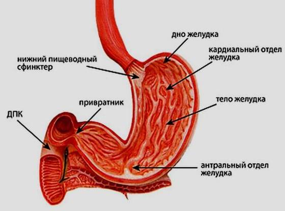 Как узнать, есть ли у вас язва