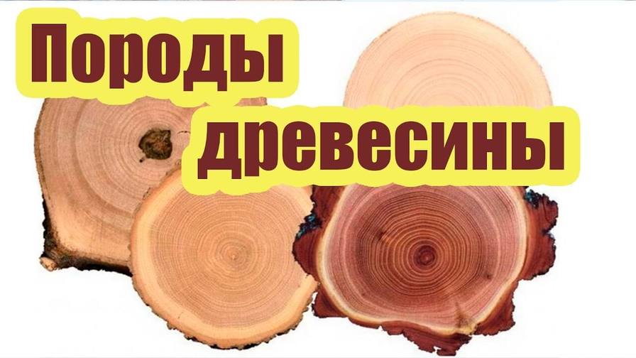 Породы древесины для строительства дома