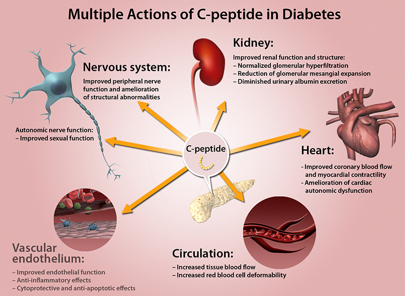 С-пептид: образ жизни и диета, как способы снижения или повышения его уровня