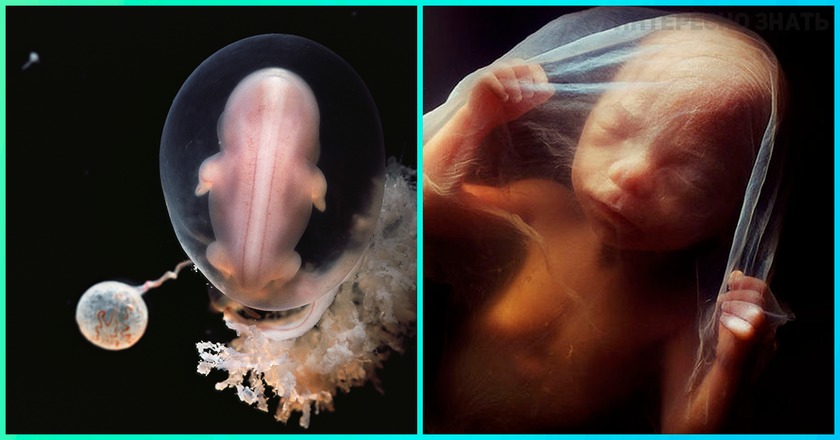 24 фото о том, что происходит внутри женщины все 9 месяцев беременности