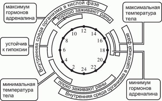 Рекомендации китайской медицины для утра, вечера, дня и ночи