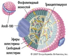 Холестериновая страшилка, которая правит миром