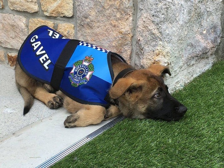 Этот щенок прошел обучение, но был уволен из полиции по невероятно милой причине