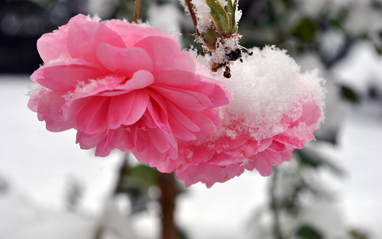 Обрезка и укрытие роз на зиму