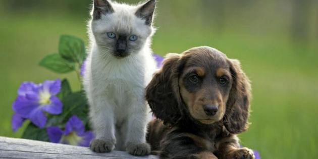 Лямблии и паразиты: Владельцам кошек и собак!