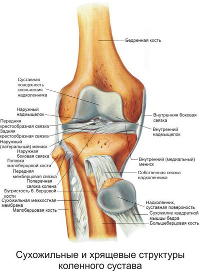 Почему болят колени