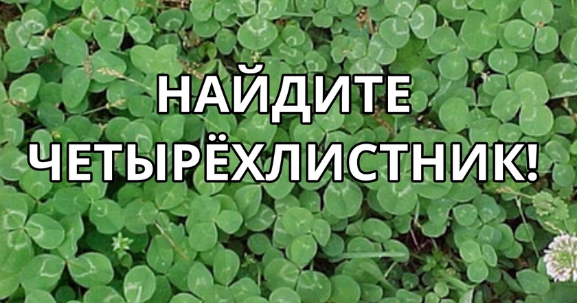 Если сможете найти 4 листный клевер за 1 минуту, ваше желание исполнится! 