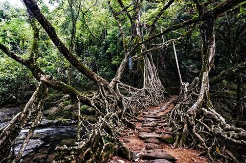 13 удивительных лесов, от красоты которых перехватывает дух